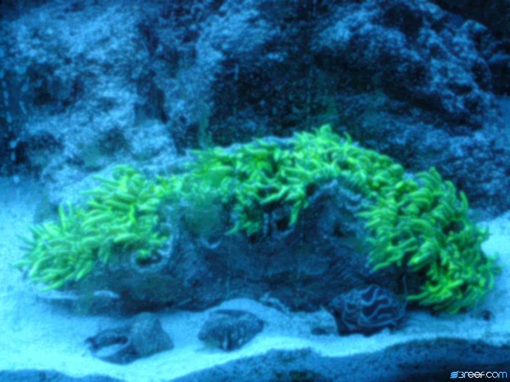 Here is a picture of my elegance coral a day after purchase. I think I set a speed record for...