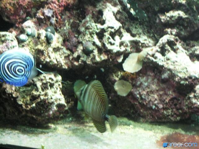 12 years in, but this tank is just one year young