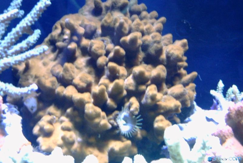 Nice sized colony about 7" across with a lone zoo living in it.