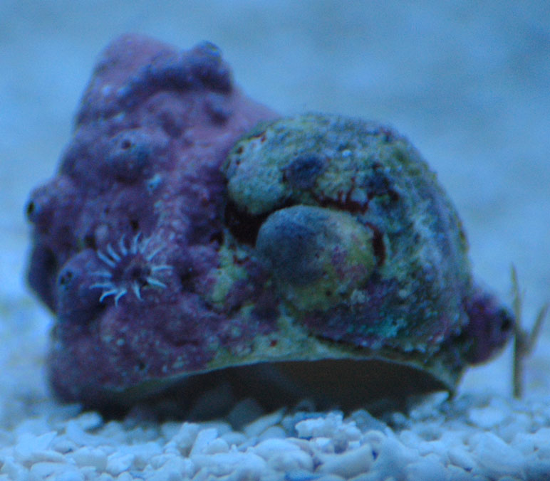 Snail shell with a feather duster and barnacle hitchhiker.