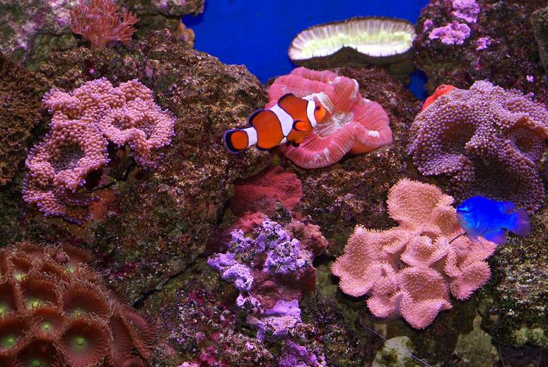 Various Coral in tank