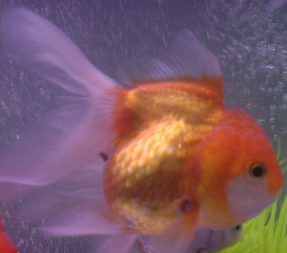 My short back oranda