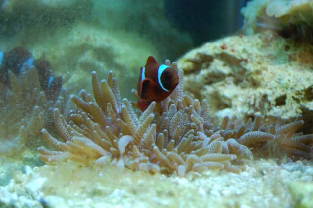 Maroon Clown in his favorite bubbletip
