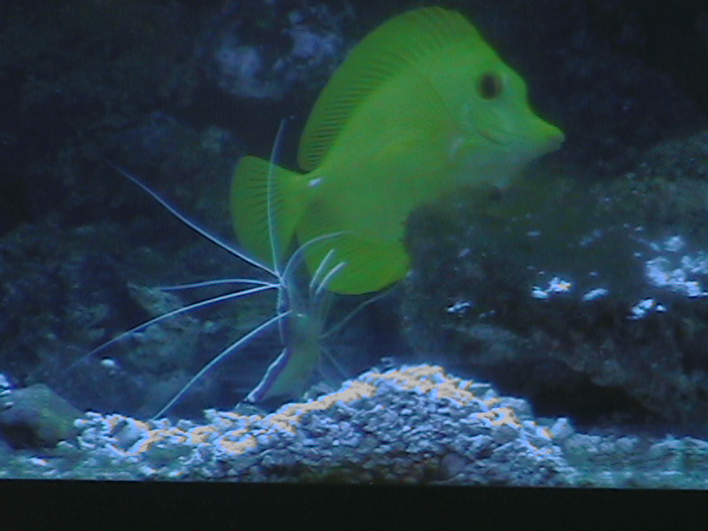 Yellow tang getting cleaned by a cleaner shrimp
