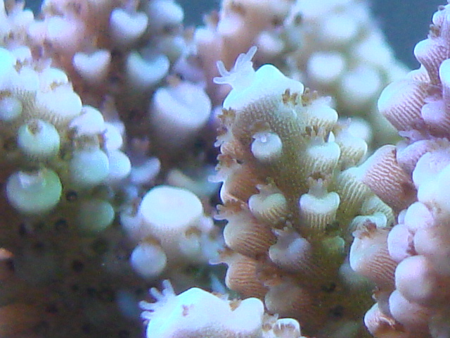 tan with green highlights <br />
with brown and clear