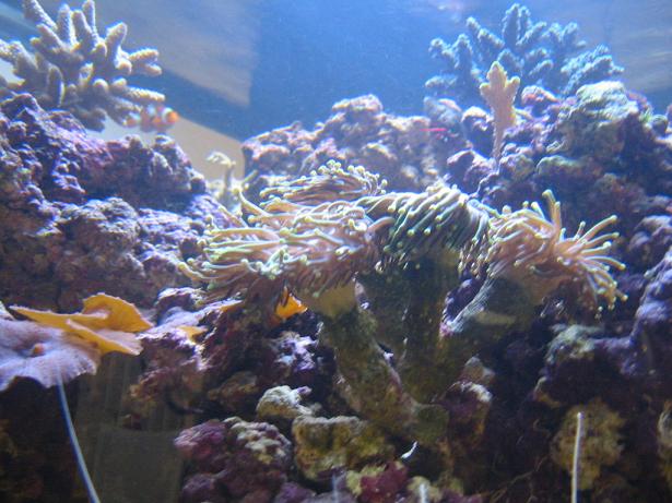 shrimp antenae frame pictures nicely