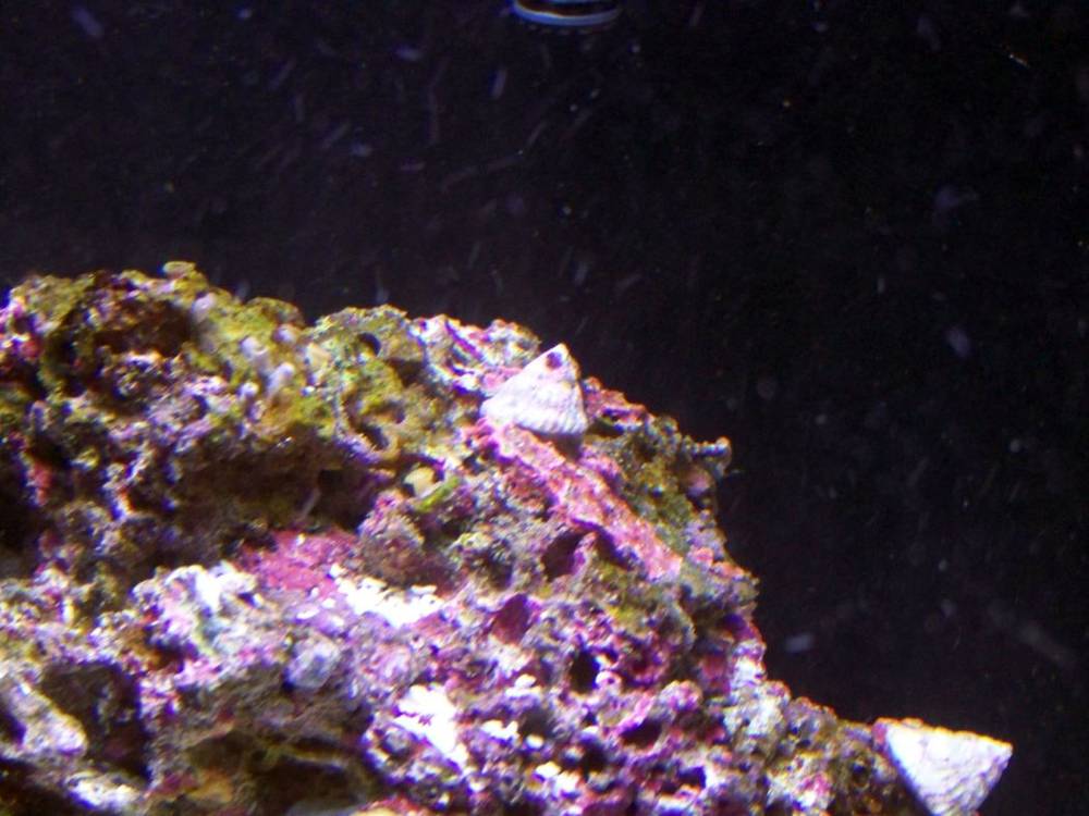 This shows some of the algae in the live rock and the little polyps on the top!