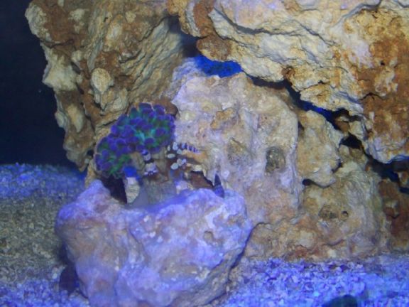 Still getting used to the sexy shrimp.  Think they've decided to host it?