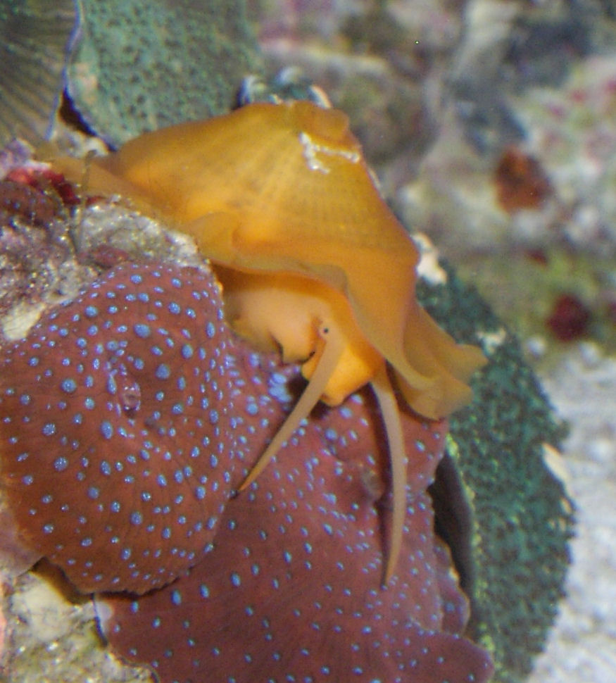 This is the snail that was in my LR