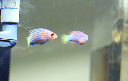 This pair of Six Line Wrasses layed eggs, three time over a 4 day period.