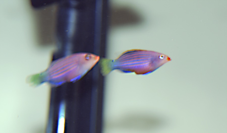 This pair of Six Line Wrasses layed eggs, three time over a 4 day period.