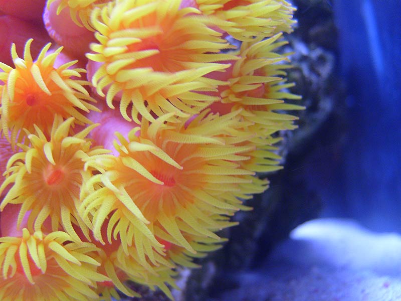 Sun coral is enjoying the current as it waits for food to grab with its greedy yellow fingers.