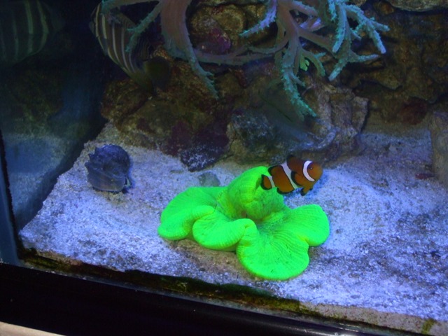 showing off my aquarium