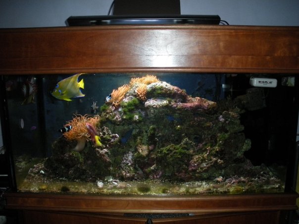 my marine fish tank update