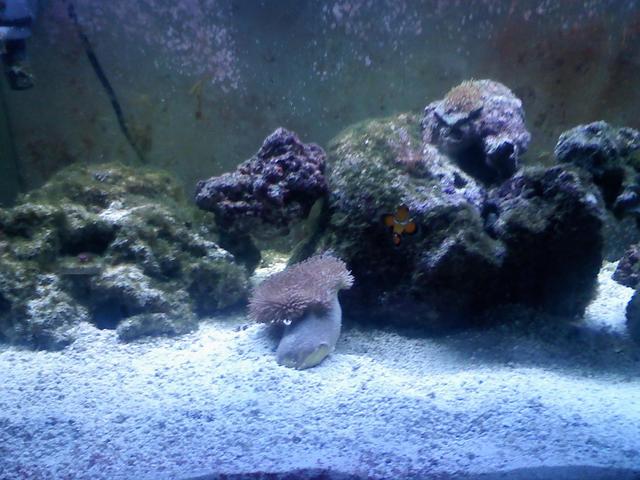 leather toadstool coral<br />
purchased aug 18th at tropic isle in MA [$50]