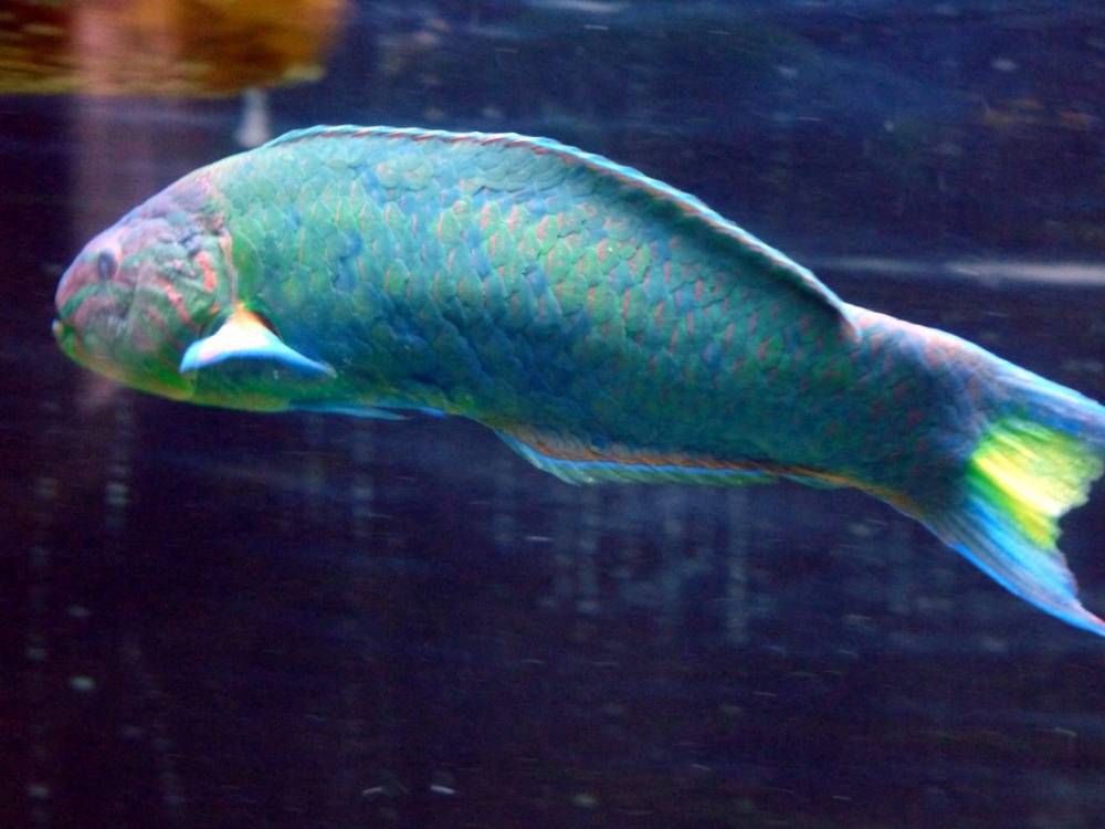 Lunare Wrasse