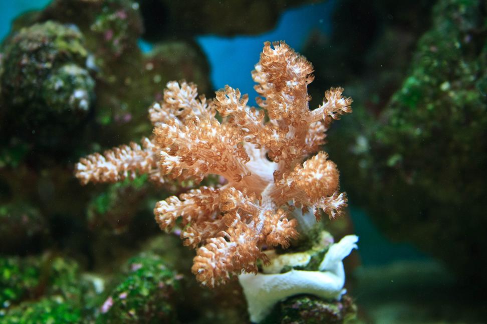 My Kenya Tree Coral