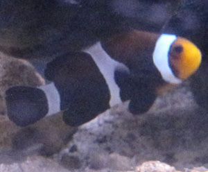 This is my black ocellaris clown. I got her as part of a mated pair, unfortunately her mate died,...