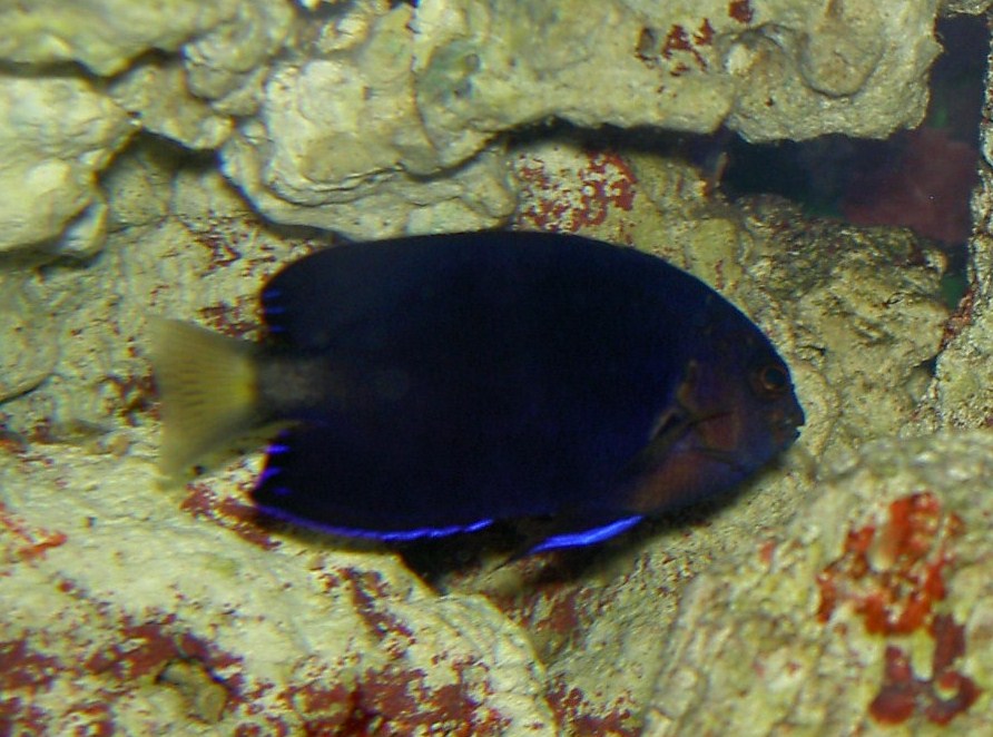 Blue Fin Pygmy Angel in 45 gallon tank