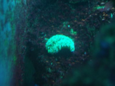 lettuce nudibranch