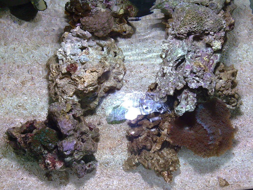 1st few corals