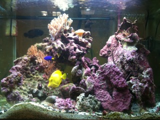 Salone Strega 55 gallon