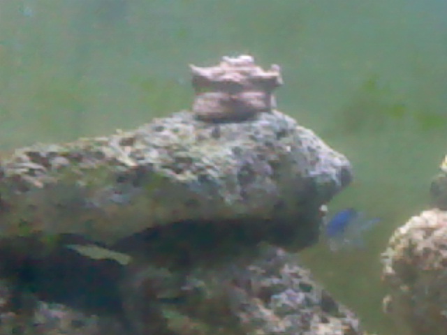 it is just starting to grow branches