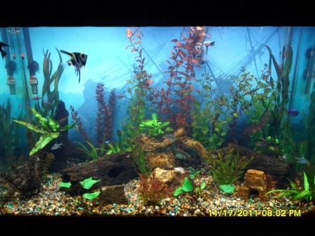 my tank before replacement with real plants