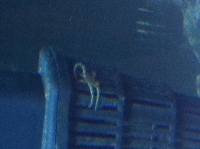 about 1 inch in diameter, possible serpent star