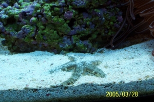 Star_fish