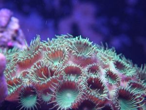 Hungry Zoas