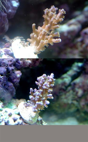Colour and growth Shot