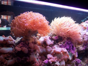 left side 125 gal