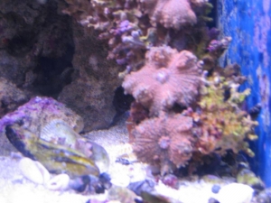 orange/pink ricordeas