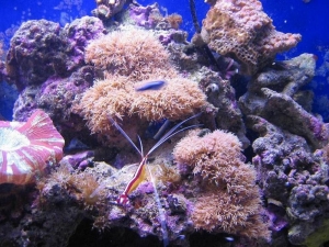 cleaner shrimp