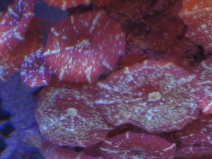teal/purple shrooms
