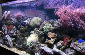 full tank shot