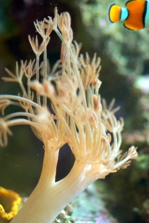 Xenia Sp.