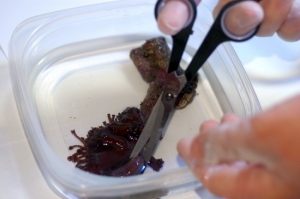 Cutting the Xenia