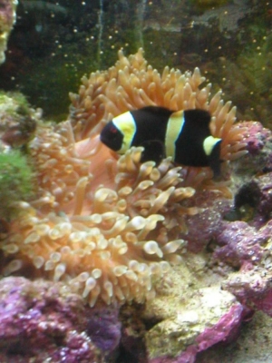 Clown and BTA