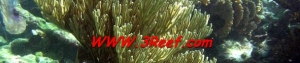 reef290