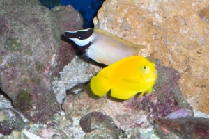 False Yellow ans Foxface