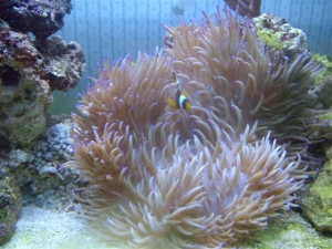 040806 Anemone Time