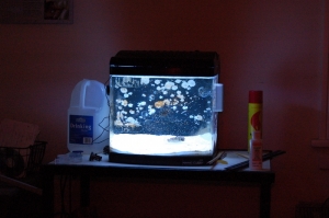 SHE LIVES!
