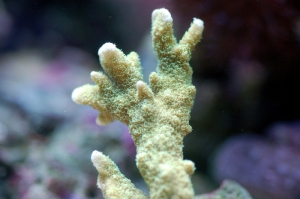 New Green Montipora Digi