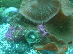 shroom_colony