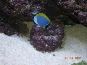 my powder blue tang