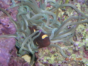 one of my clowns