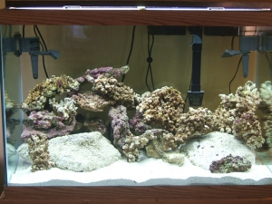 Tank