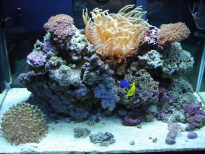 Jerry's Tank